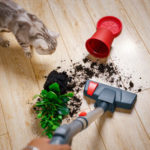 Best Vacuum Cleaners For Laminate Floors